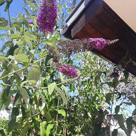 Guest house Siana House