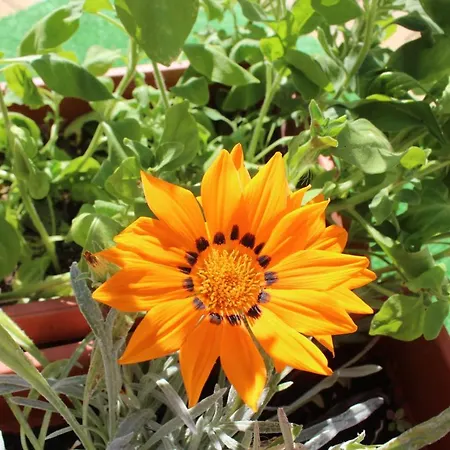 Maison d'hôtes Siana House