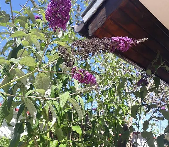 בית הארחה Siana House