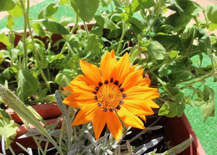 בית הארחה Siana House